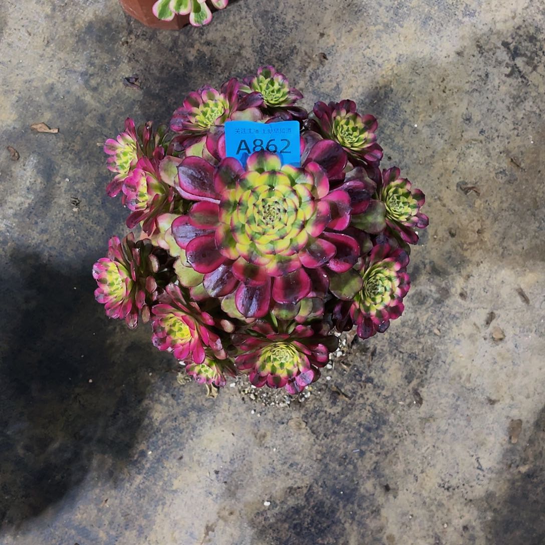 多肉维纳斯脱土发货862