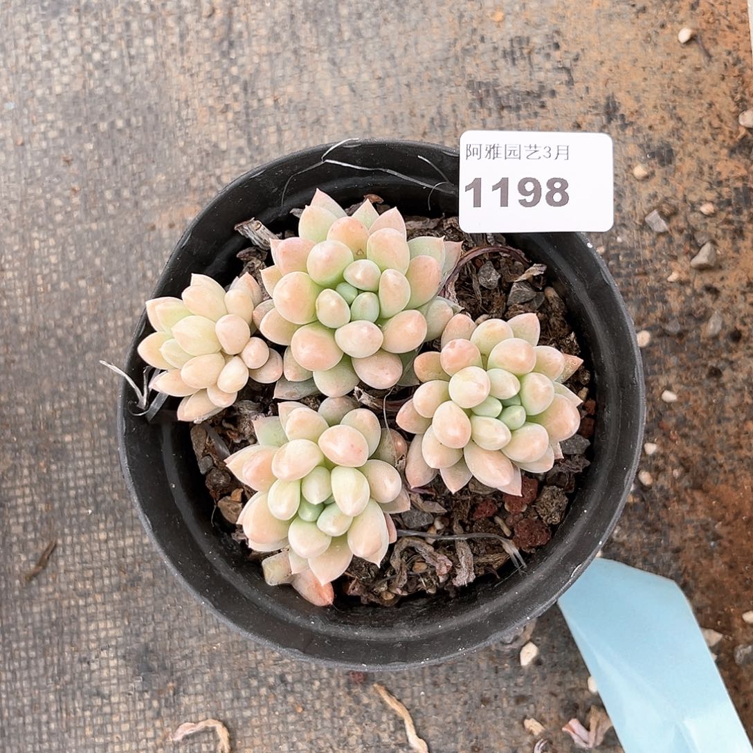 阿雅园艺。    1198