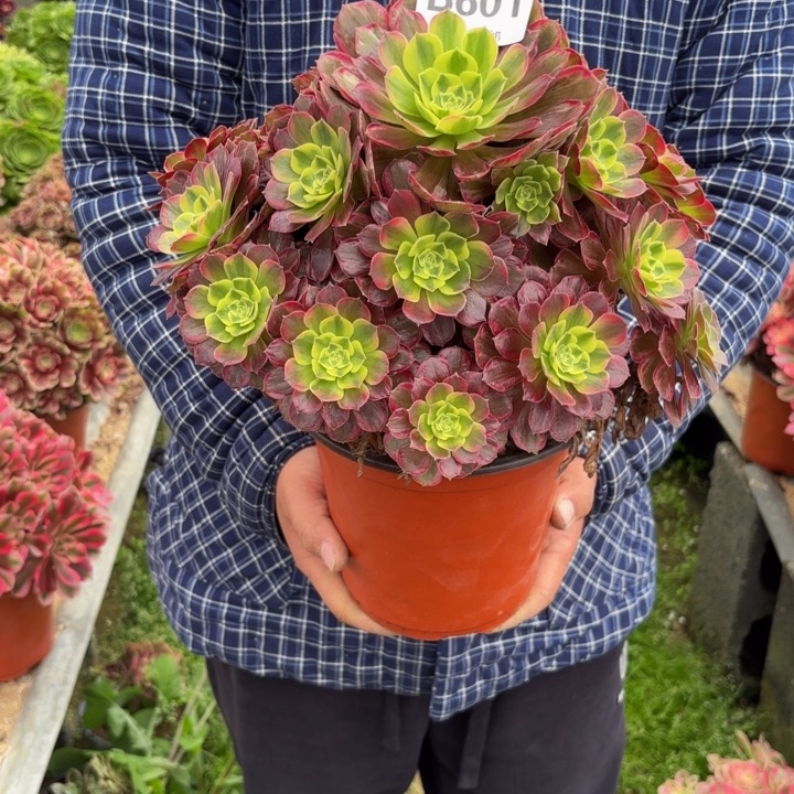 瑞妈，。。。。。601安娜