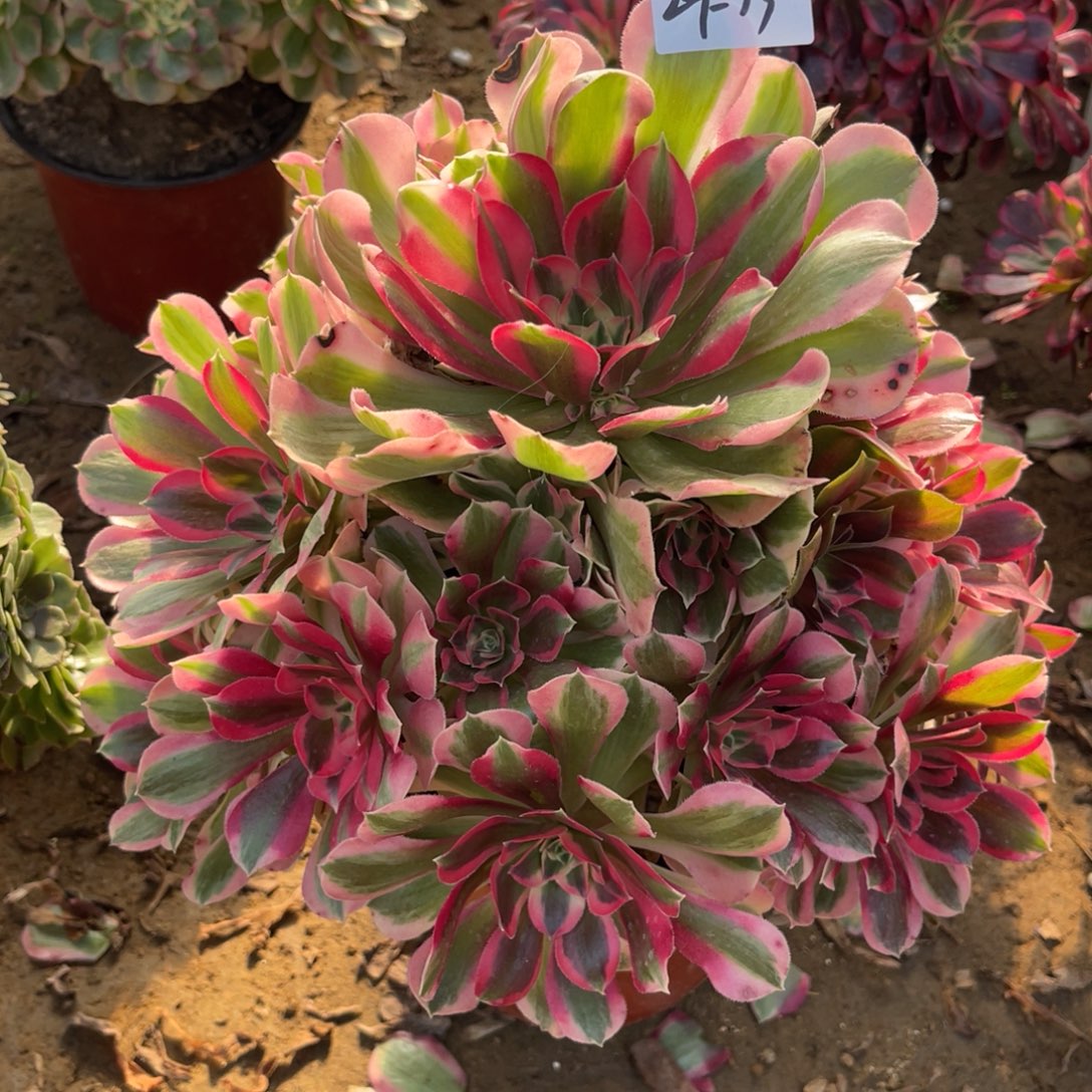 11-29-73布加迪法师锦