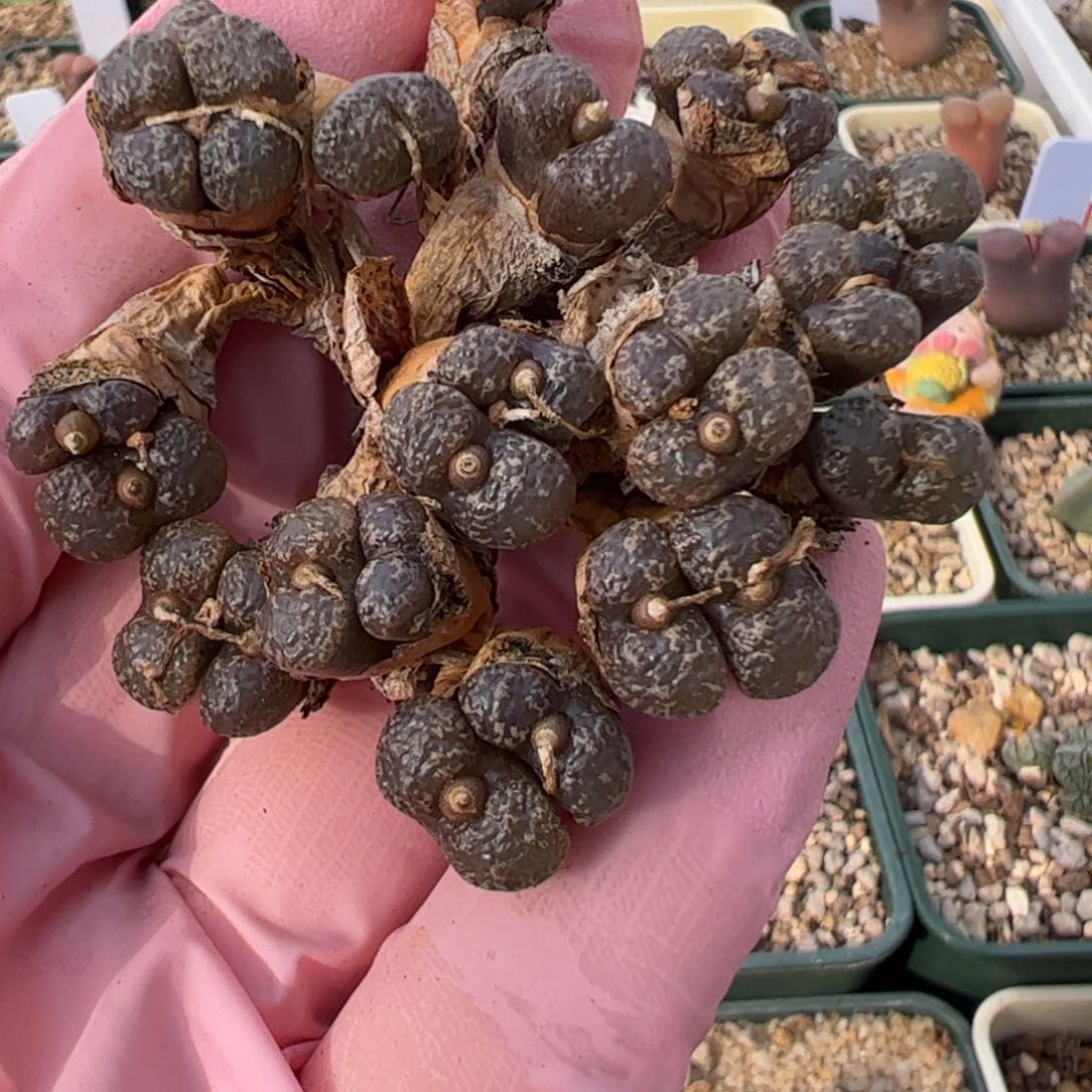 804 好看的多肉冲冲冲q