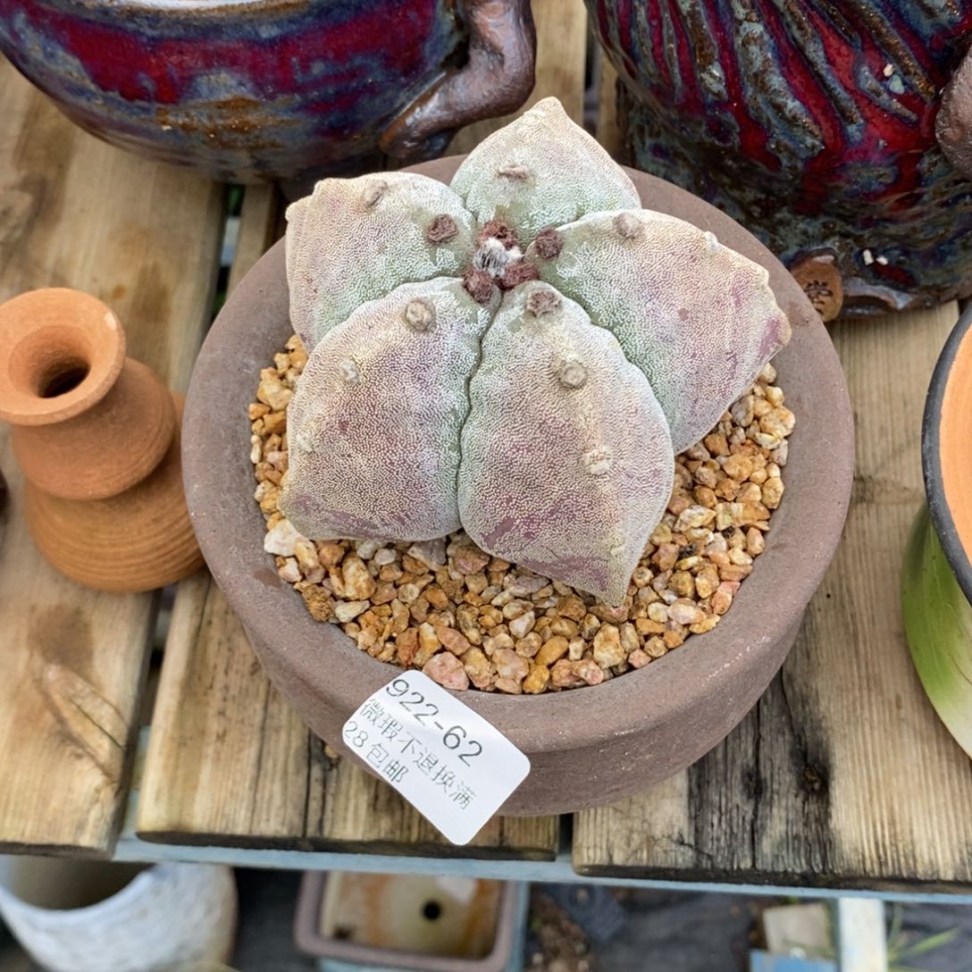 我***树62号多肉一个小可爱