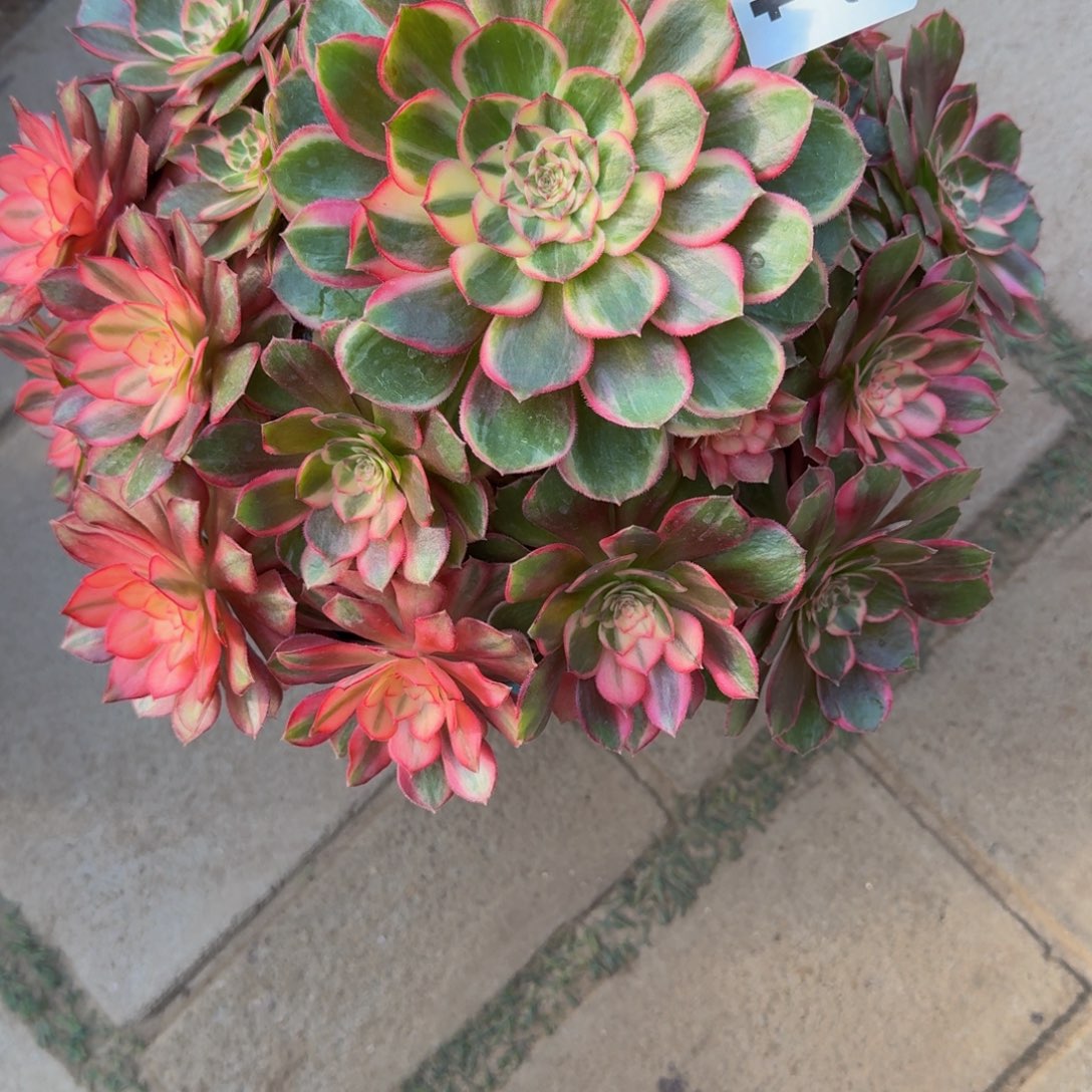 水***山黑魔锦554肉肉肉肉