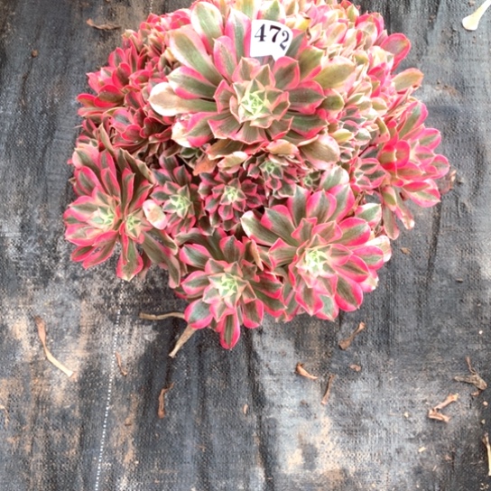 心*多肉植物男神472