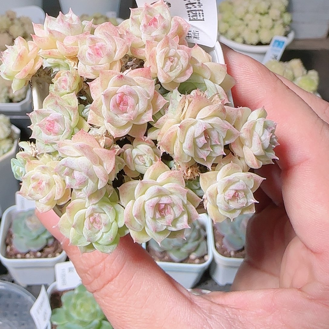 1126-416群生不包整