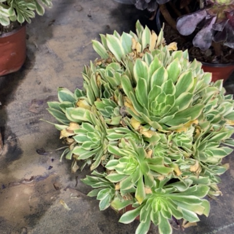 艳宁多肉植物035