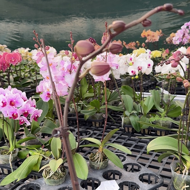 L***a大部分开放少量花苞530