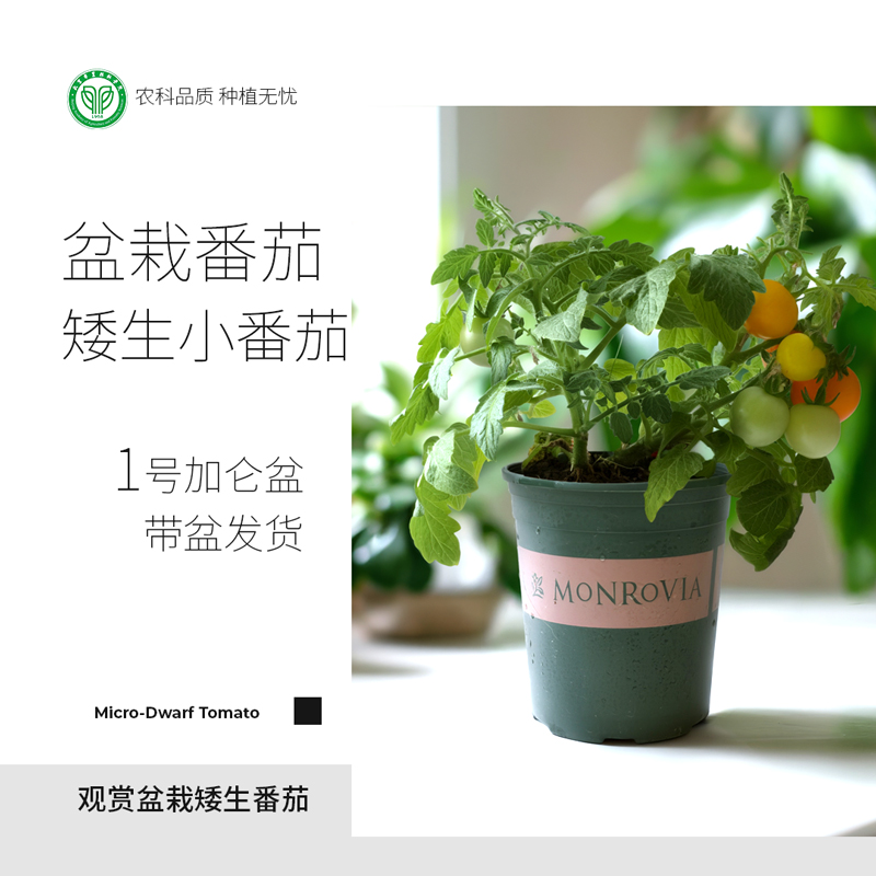 农科院盆栽番茄观赏食用矮生番茄阳台四季樱桃小西红柿苗带盆发货