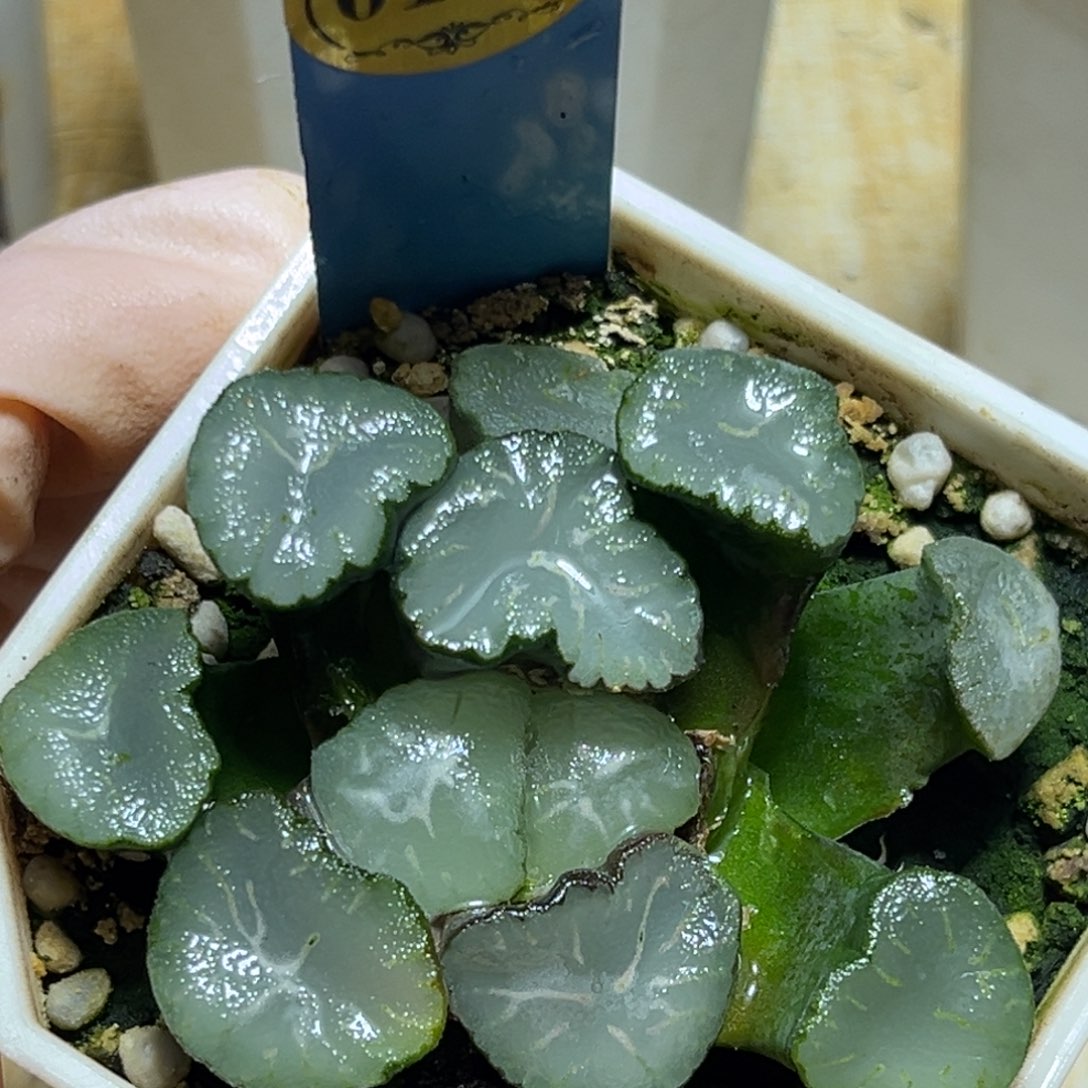 恭喜发财大吉大利0128福来亚