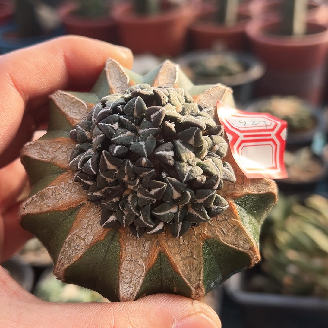 924黑裙新年快乐mm