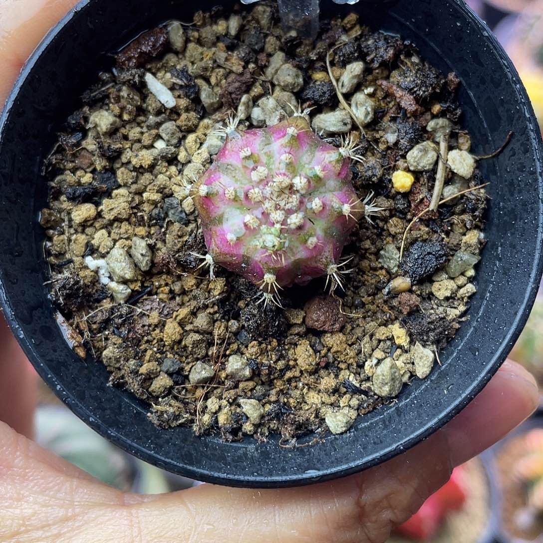 1-270海神2.3厘米