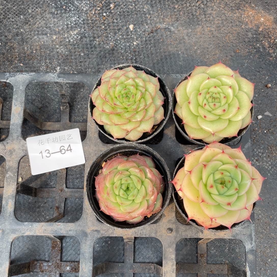 一物一拍4棵13-64