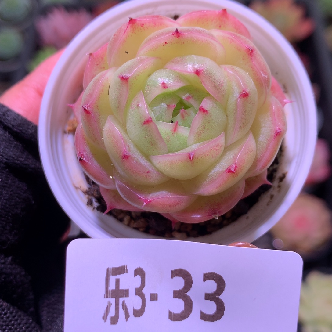 乐然 3-33 麦秆单头 