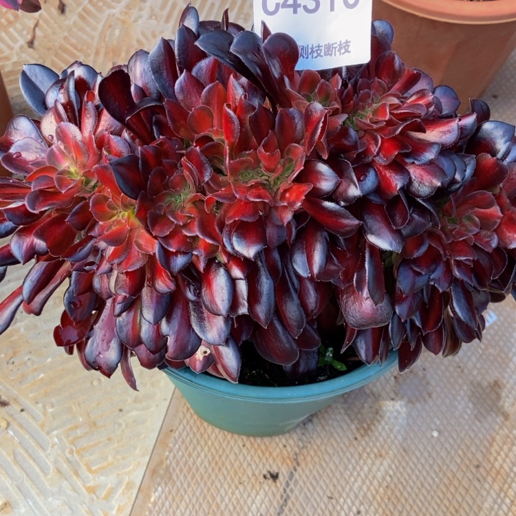 【闪购商品】雨**弦4310福袋拍多肉