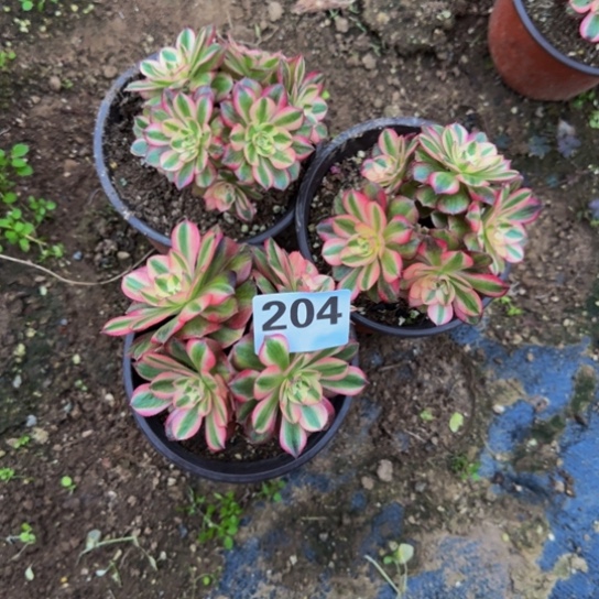 云***彩荔枝迷你3棵3号棚204