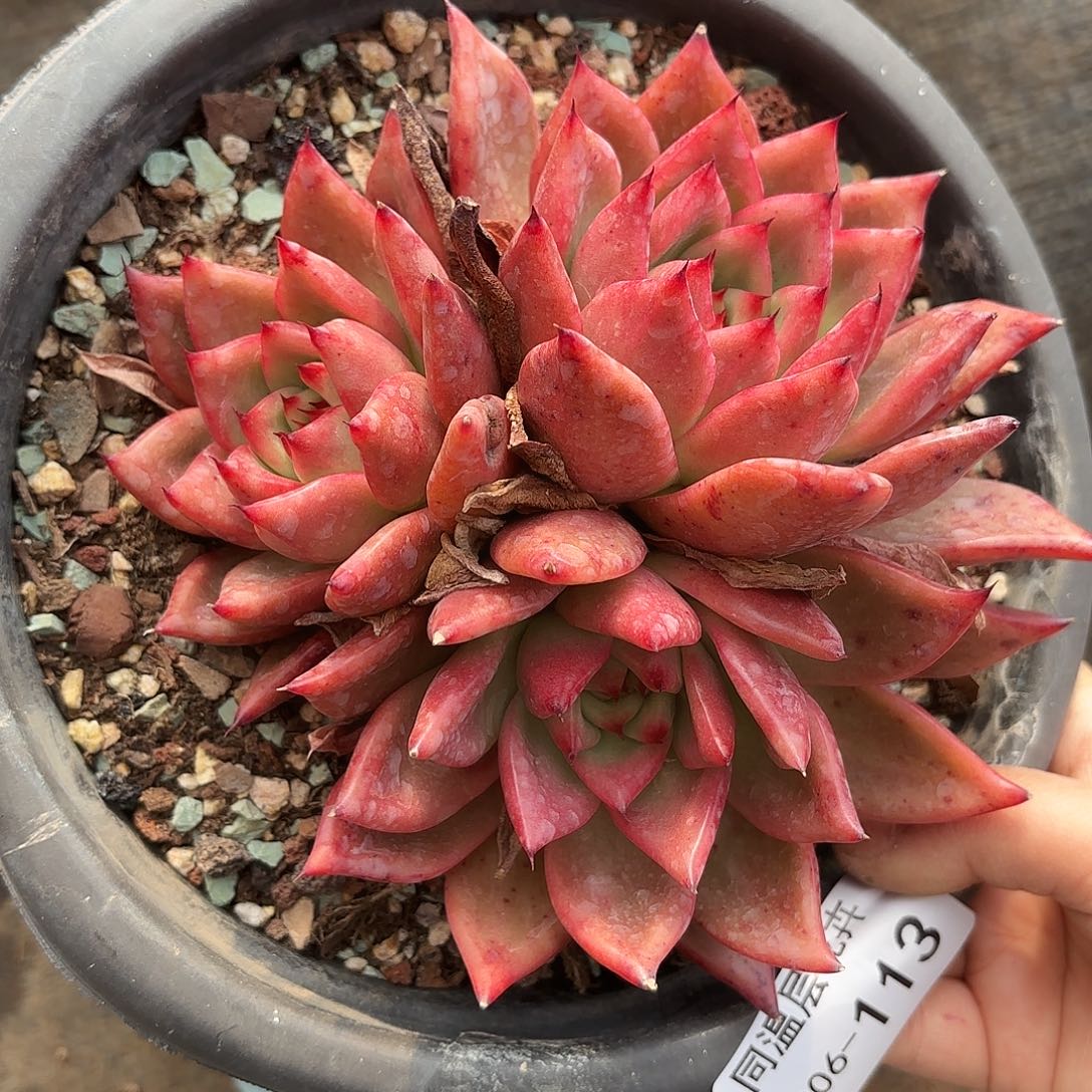 云*晚同温层多肉壮壮113