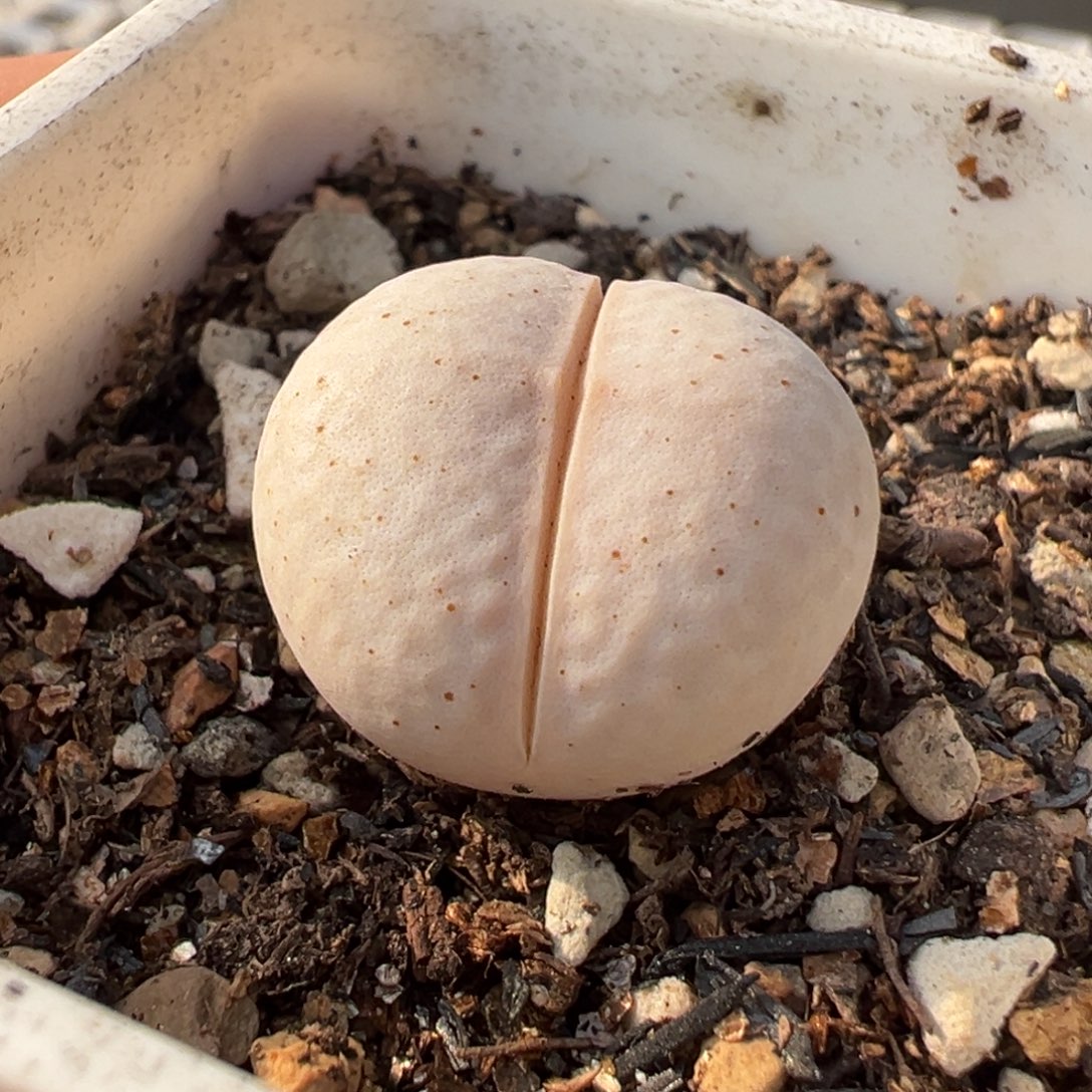 741多肉植物种类多样