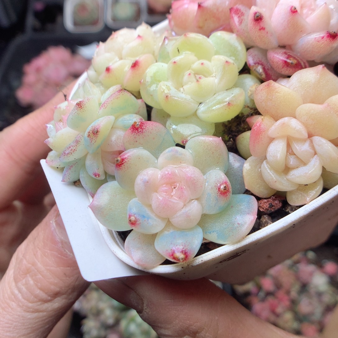 无花朵E87 yyyyyyyyy