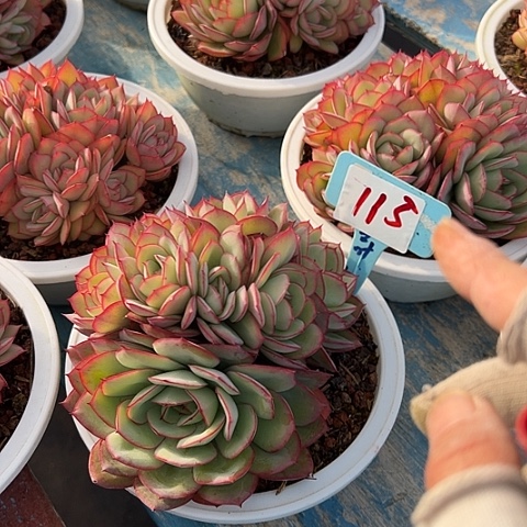 薏***仁115牡丹亭带盆一个