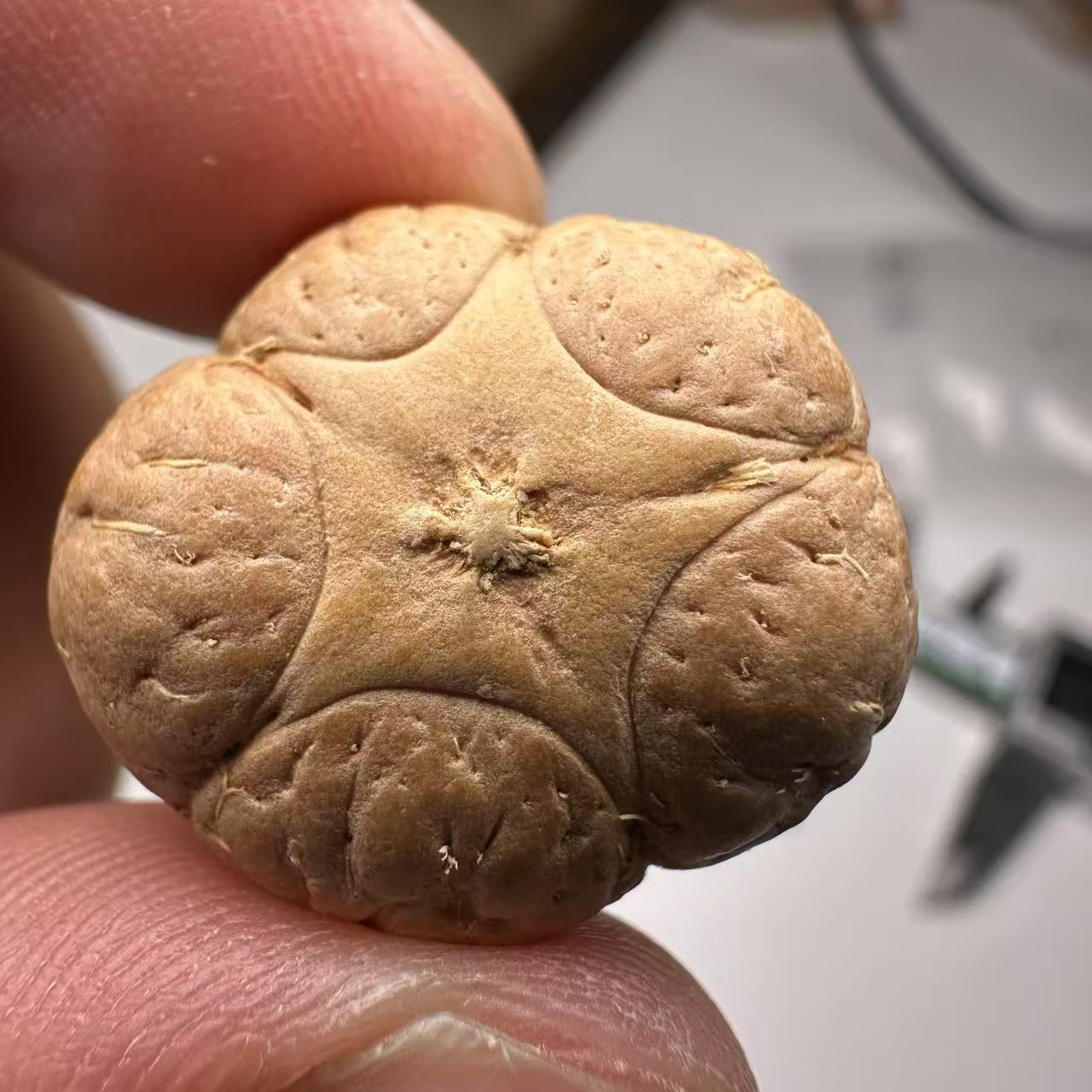 尼泊尔五星菩提，尺寸23，sss系列，货号2