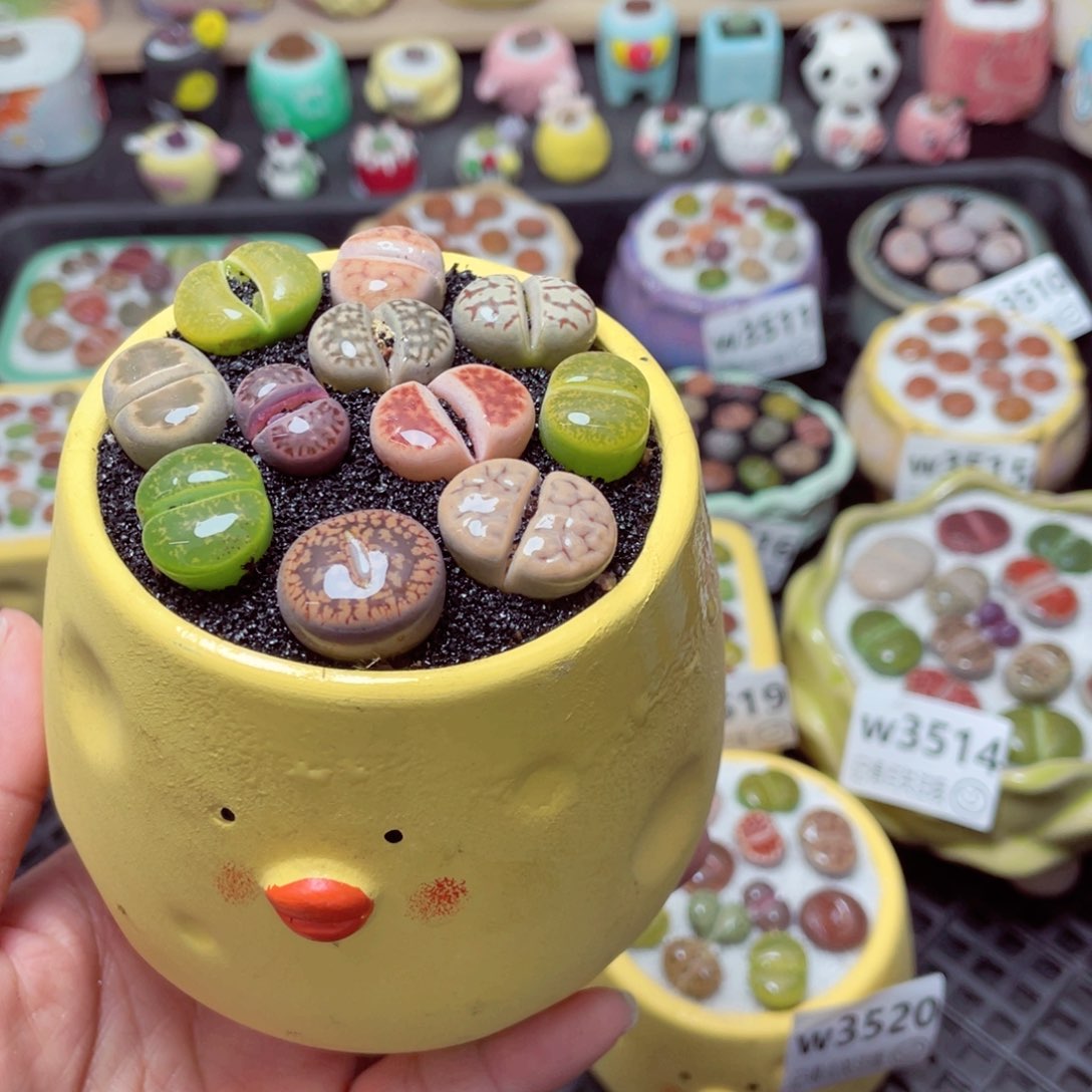 w3521 带盆土发货-零下地区拍保温箱