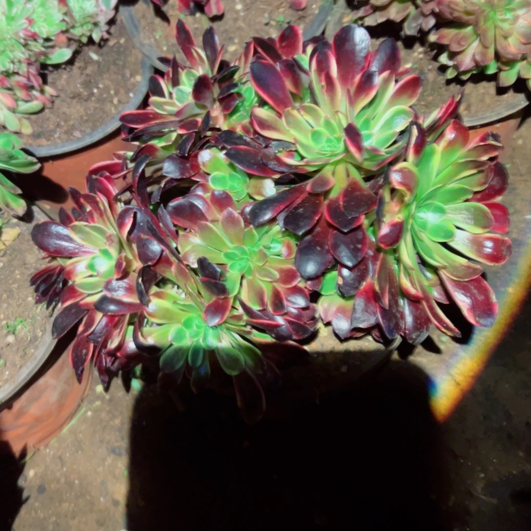 我1082 号多肉法师新年福利