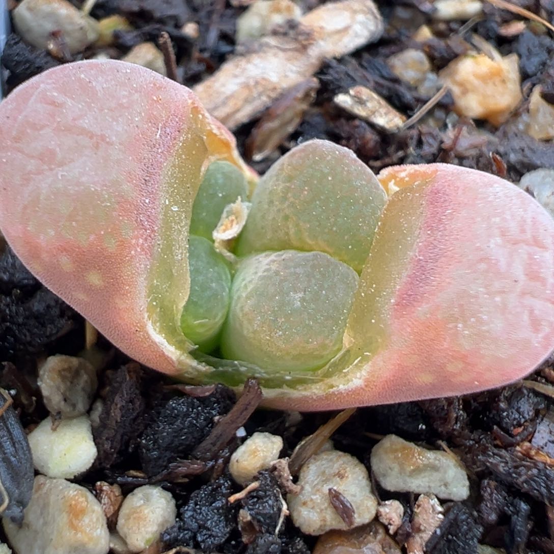 2.21好看的多肉100