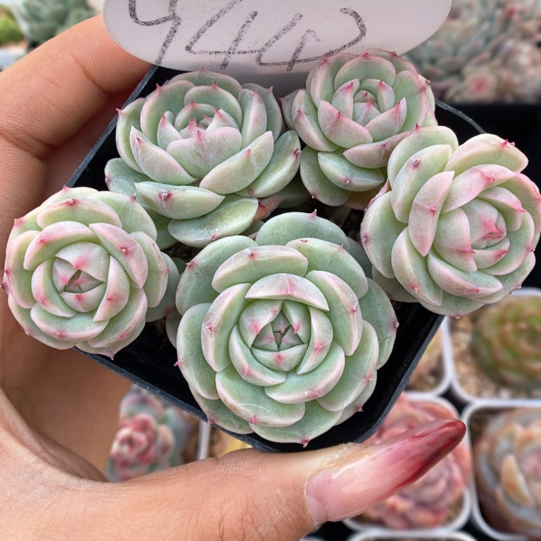 白芷珍妮群生可拍9442号