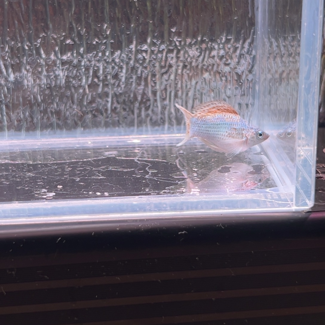 孔雀鱼玛丽鱼崽一条