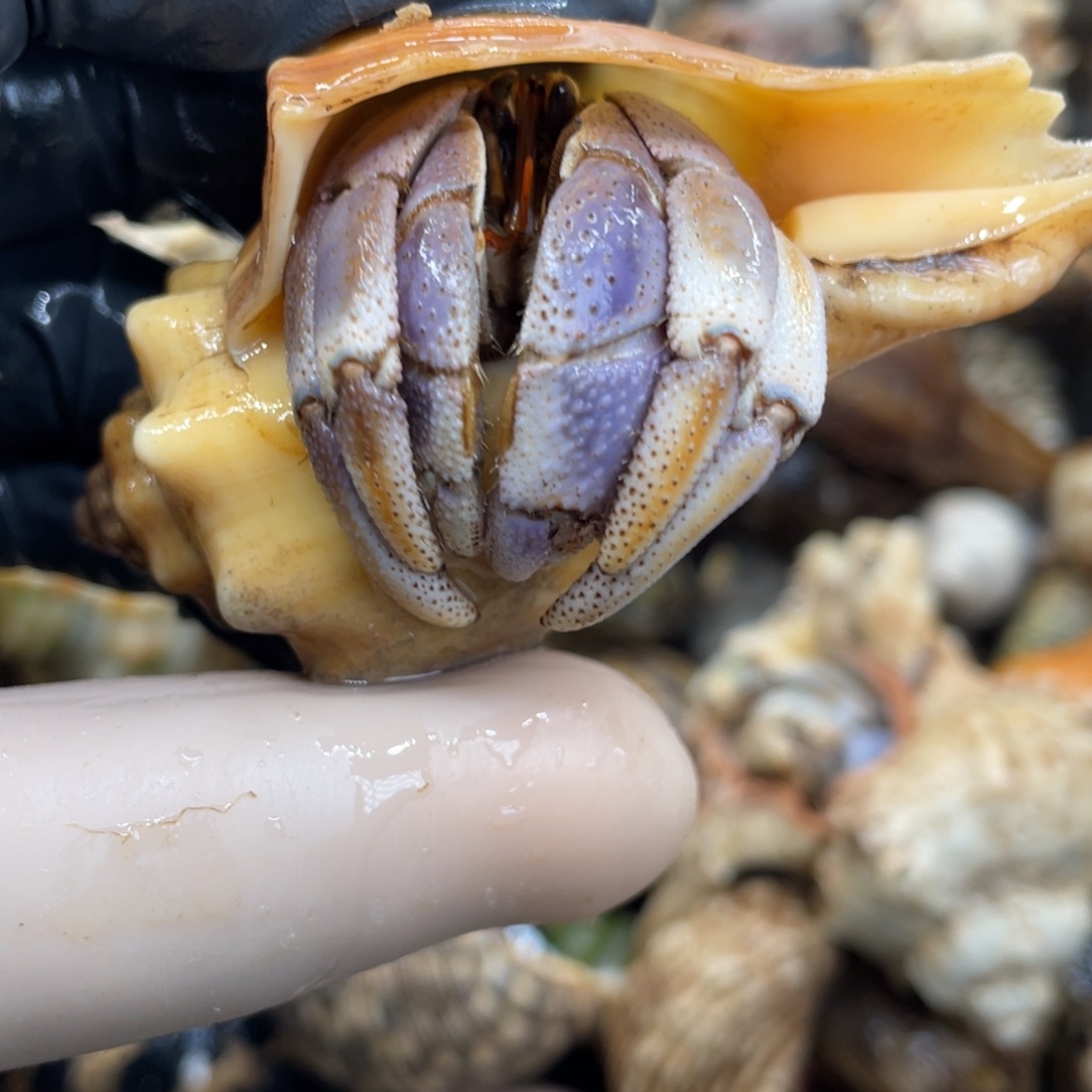 不退不换活体宠物138