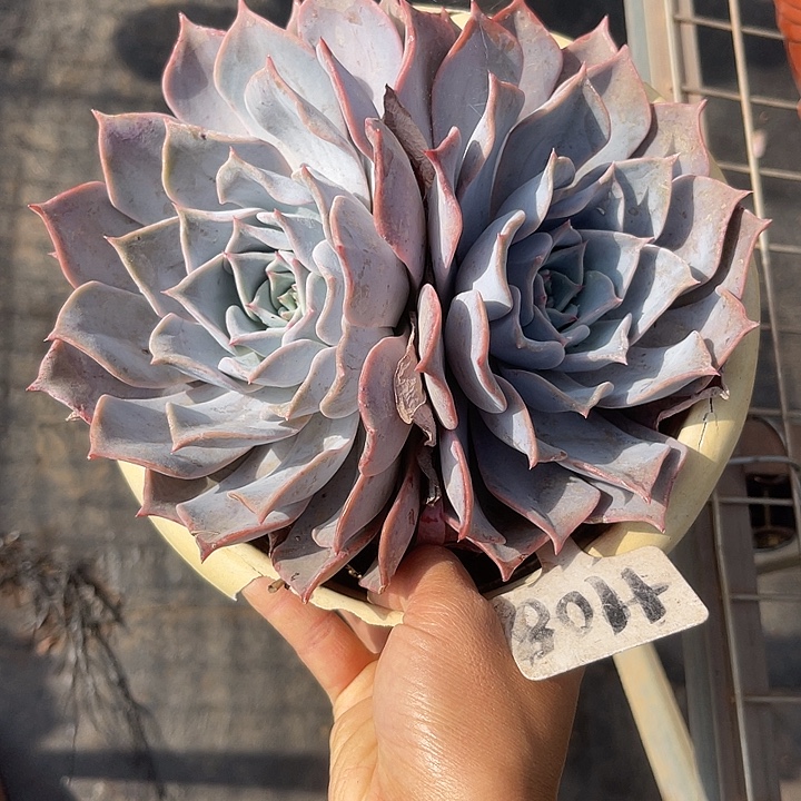 开播炸福利，双十一福利一天108露西哪