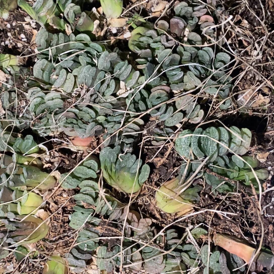 2019 一颗实生小玉扇 周末整点福利