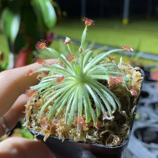 完全开放银匙茅膏菜状态很好