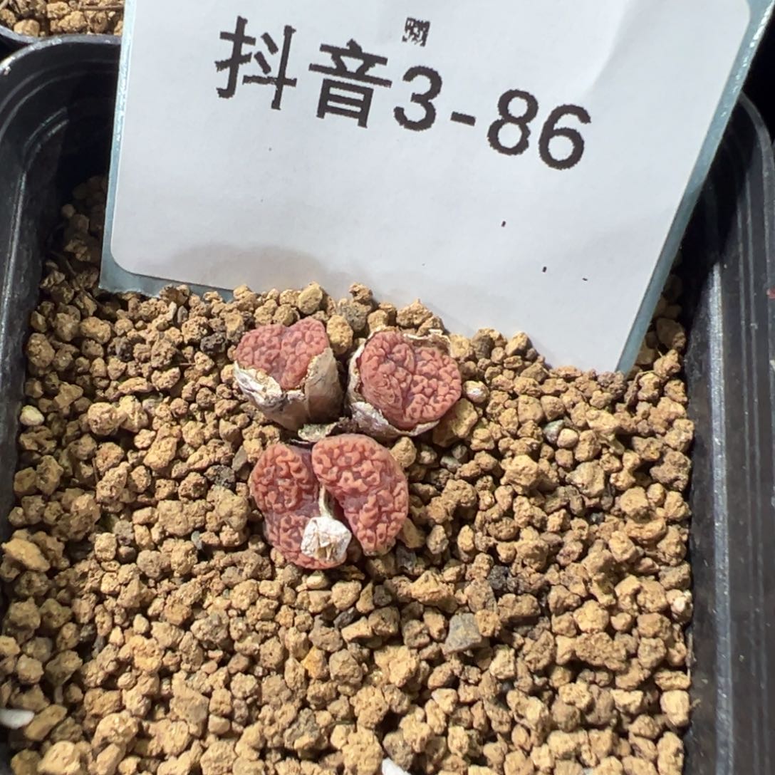 3-86肉锥多肉植物，