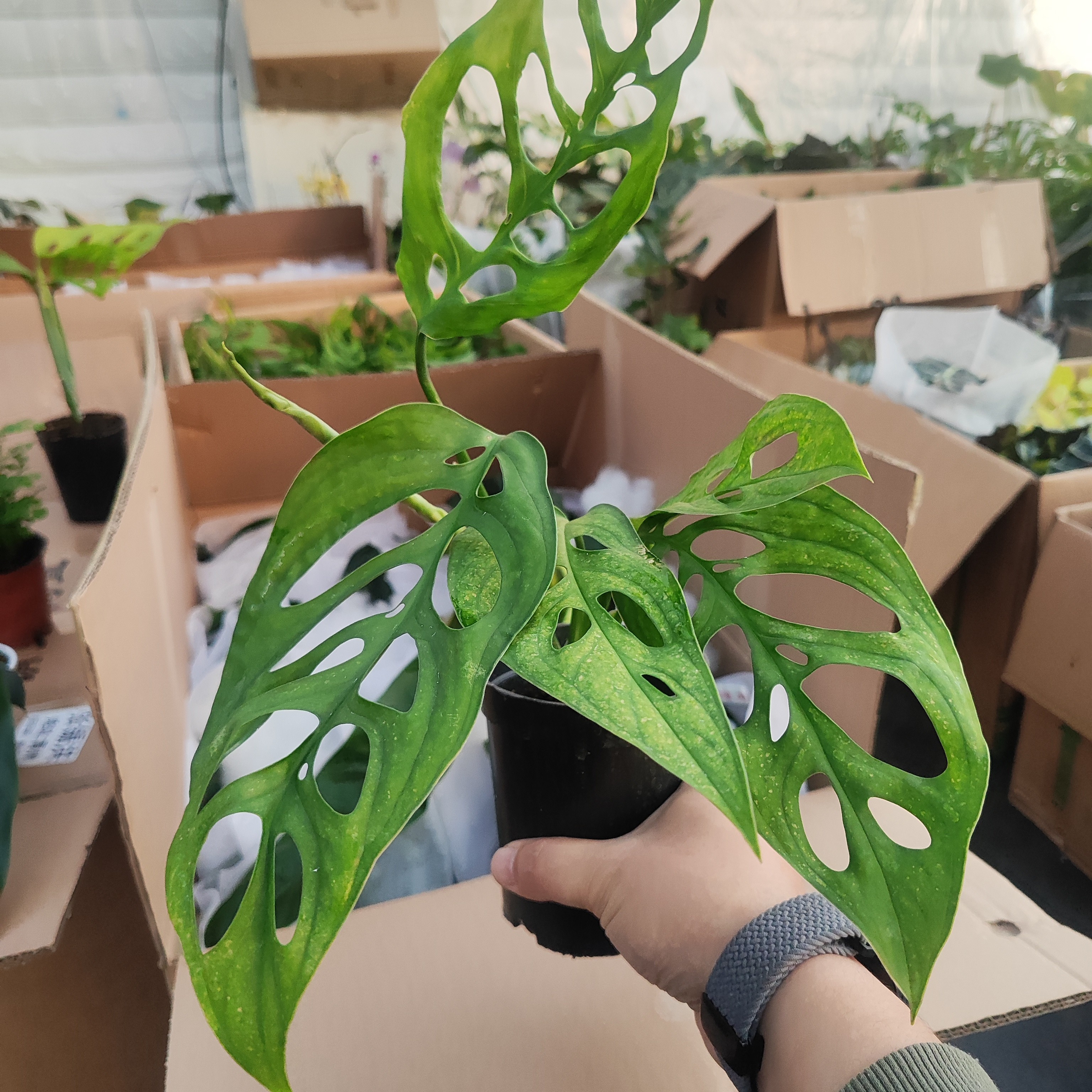 ME巨洞龟背竹室内大型观叶植物四季常绿热植系列