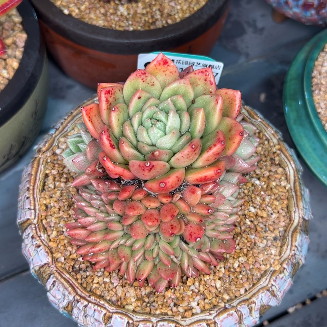 多肉一物一拍0219-197