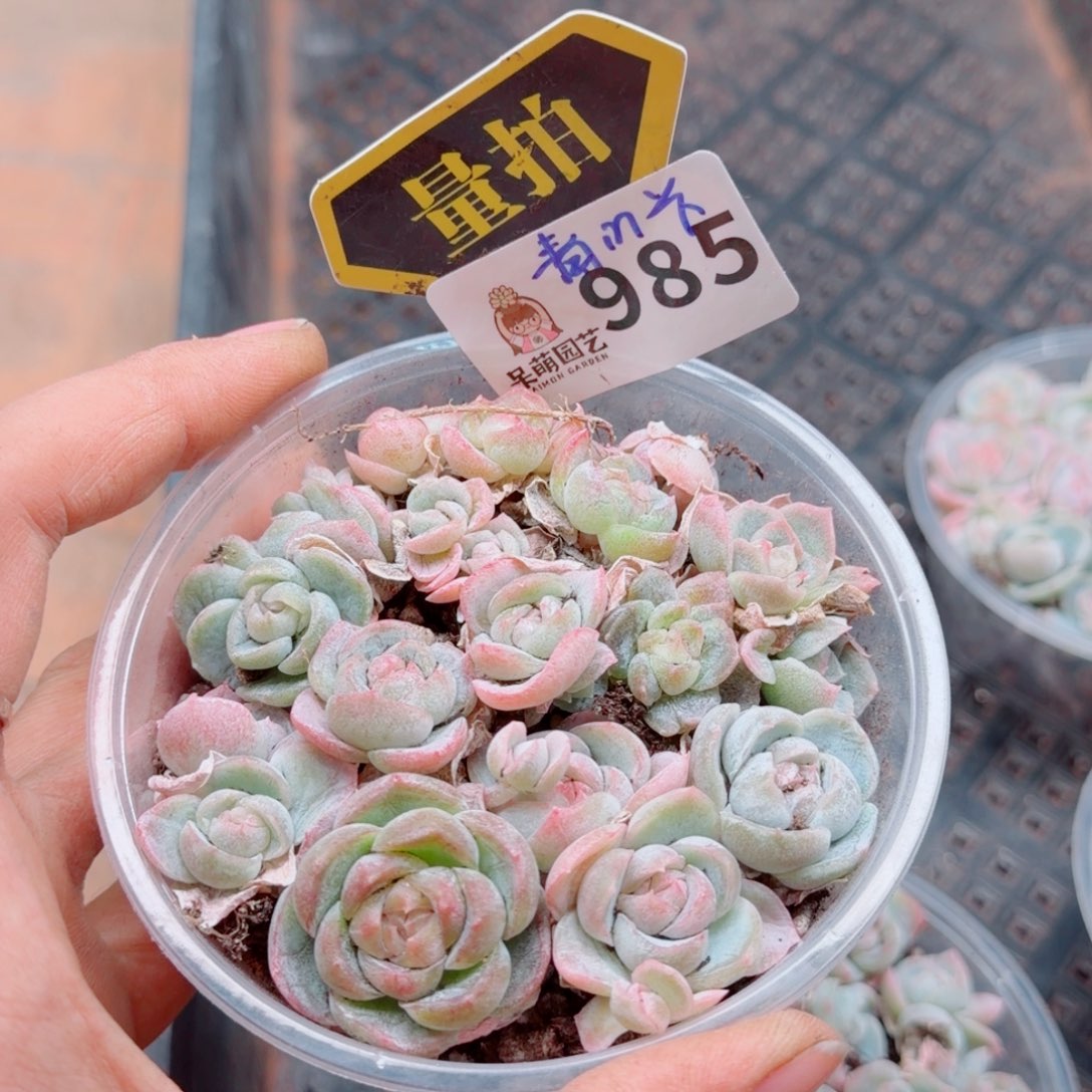 多肉植物多肉植物