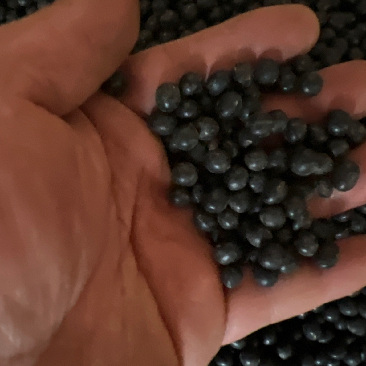 农村土货绿心黑豆农家自产非转基因打豆浆专用杂粮新货