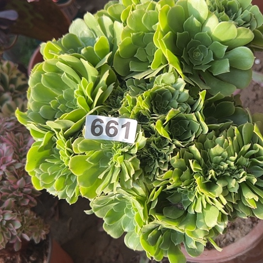 水***咚多肉植物一个绿玫瑰661