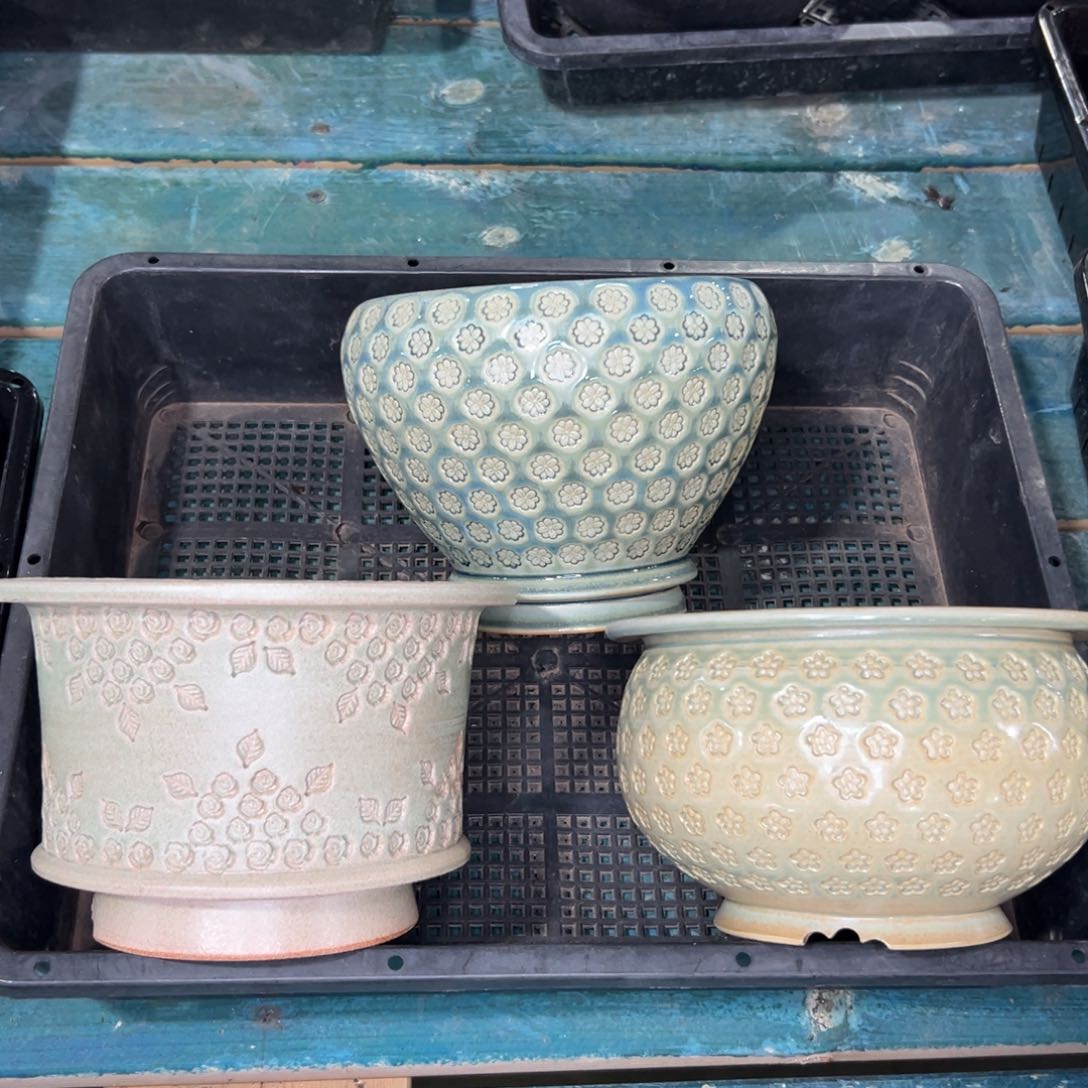 多肉精选编号0115.61