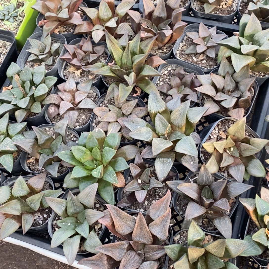 2419 一盆实生大寿 双蛋整点福利