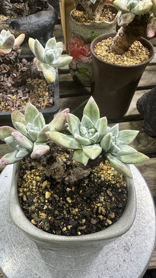 厚叶法瑞诺莎苹果叶