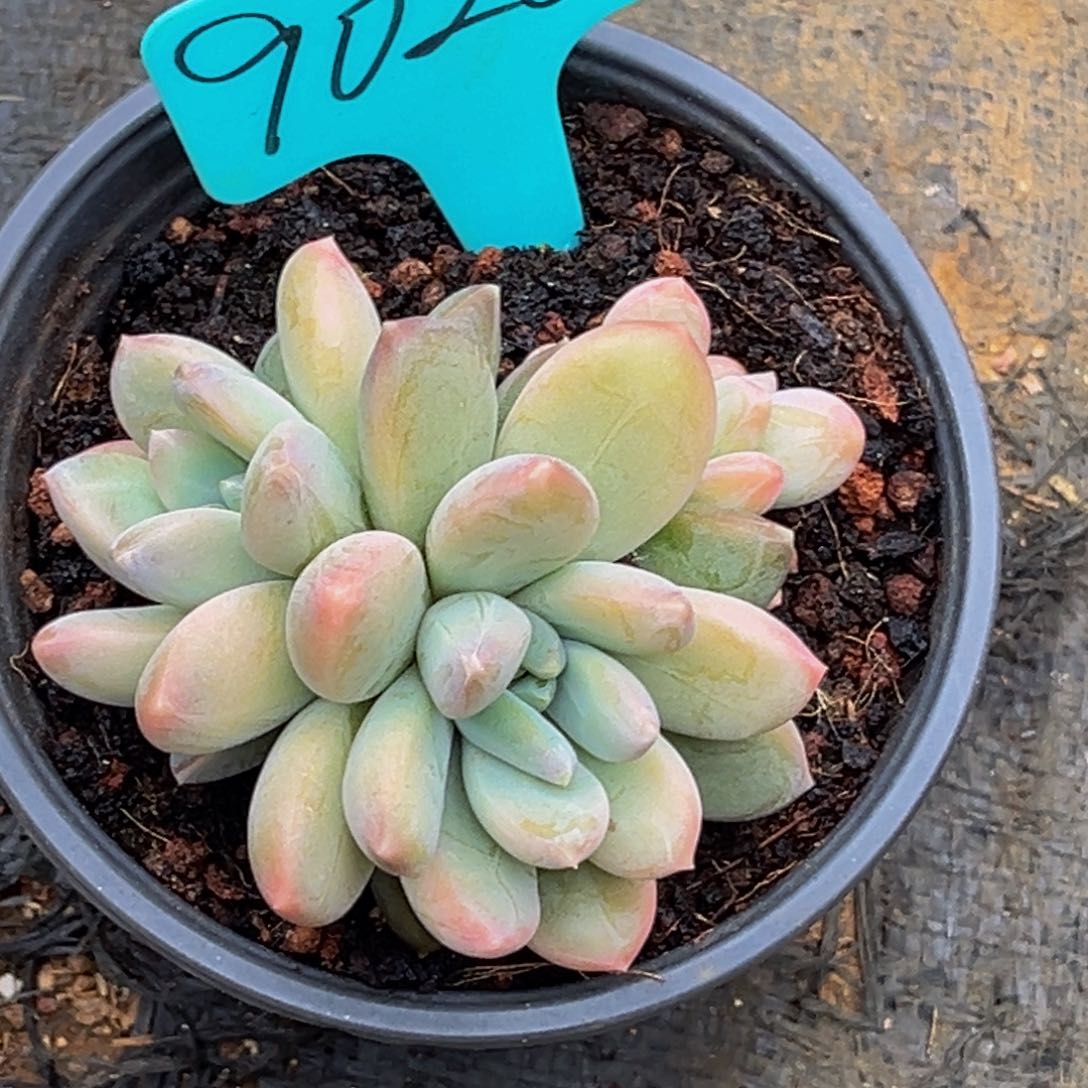 9020号上午多肉植物群生多肉植物