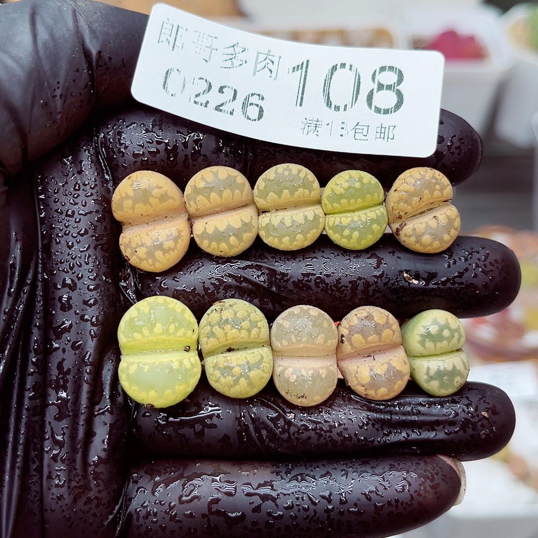 郎哥多肉生石花26-108