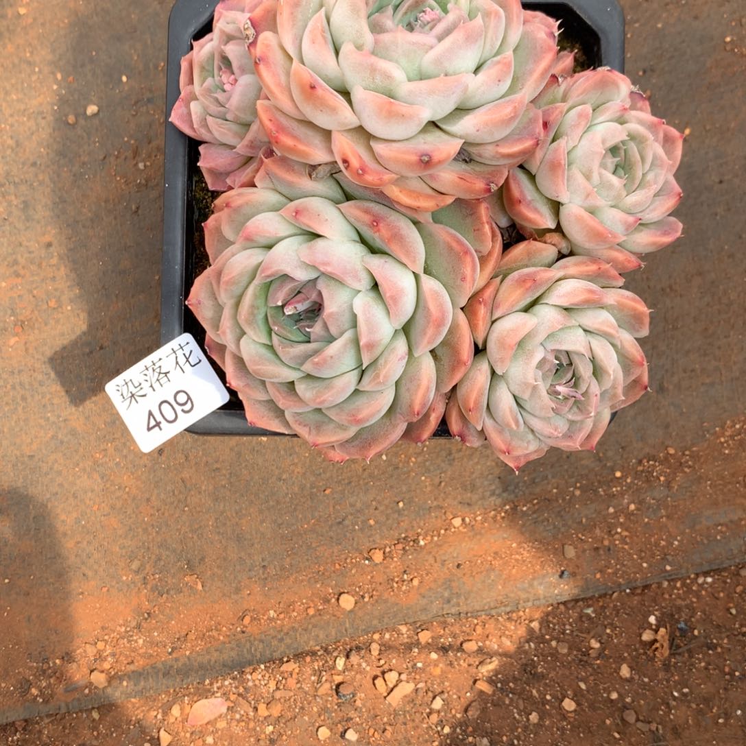 花**整精品多肉植物409