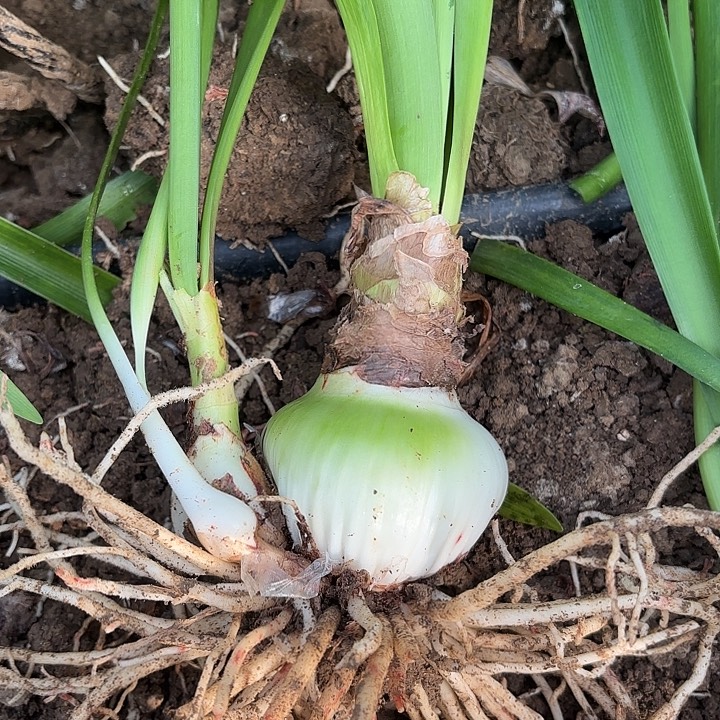 四***5无花朵阿黛尔包对版4305