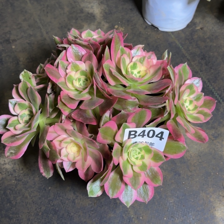 瑞妈，，，，。。404女巫，