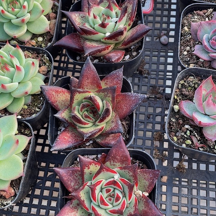 乌木2.8带盆土发货