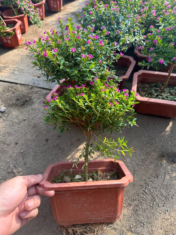 满天星绿植（单枝）