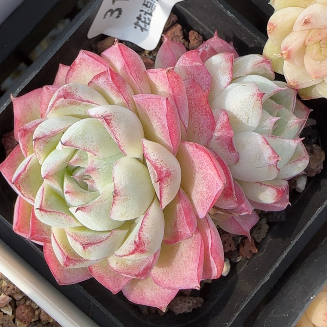 花语逸境0217-31